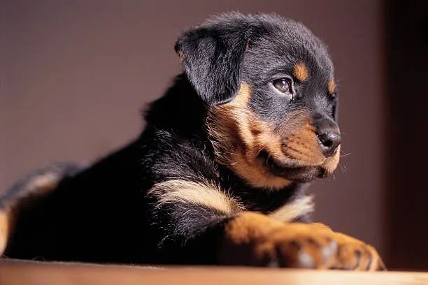Rottweiler Com Contrato e Garantia