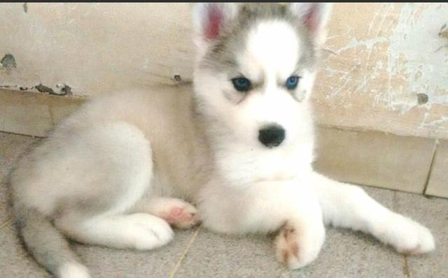 Husky Siberiano Fêmea