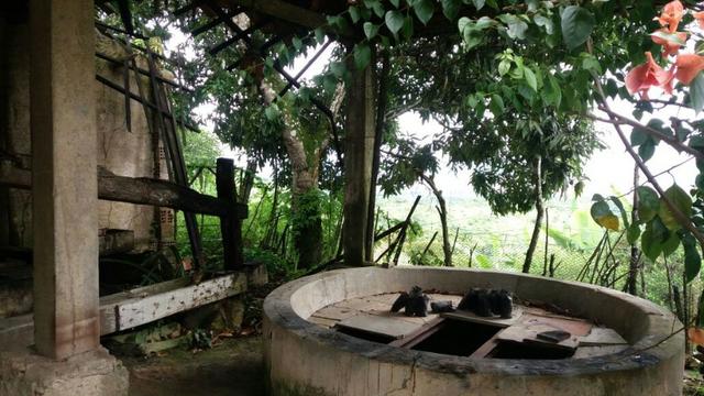 Propriedade de 4.9 hectares, em Vitória de Santo Antão-PE, com casa sede.Aceitam-se trocas - Foto 17