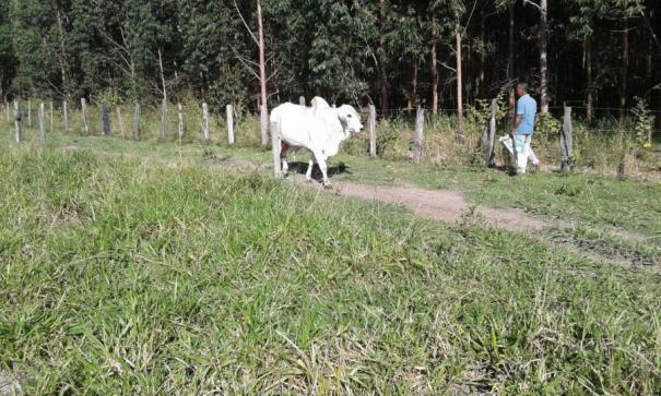 Fazenda para venda em nova viçosa, distrito de argolo - Foto 7