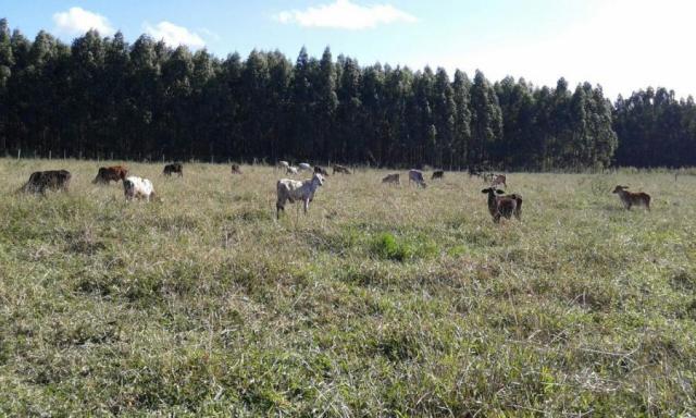 Fazenda para venda em nova viçosa, distrito de argolo