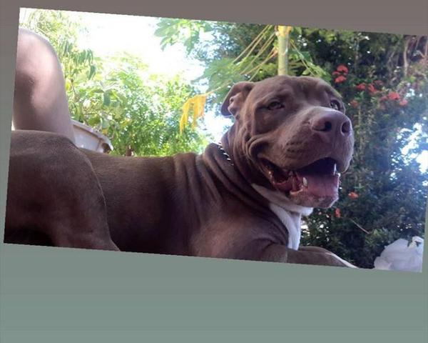 Vende-se filhotes de pitbull, puros! - Foto 5