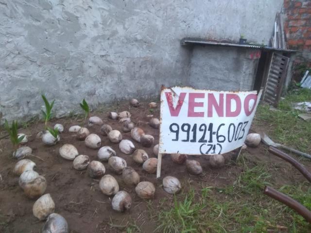 Muda de coco anão - Foto 5
