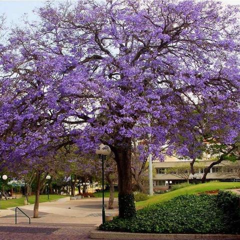 Mudas de Jacarandá Mimoso - Foto 2