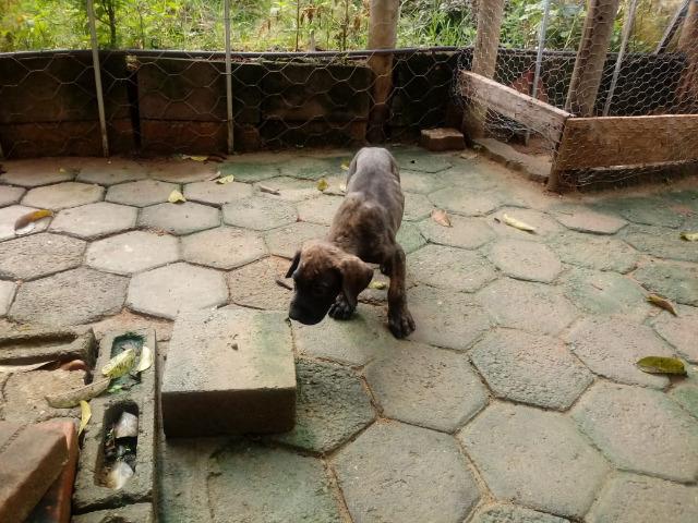 Fila Brasileiro