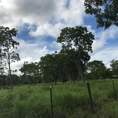 Chácara à venda em Km 21, Nossa senhora do livramento cod:CH00001 - Foto 15