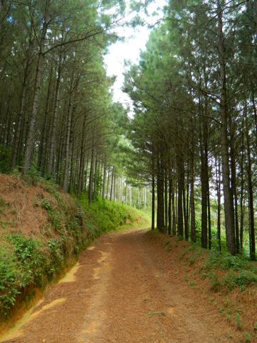 Floresta de Pinus - Foto 7