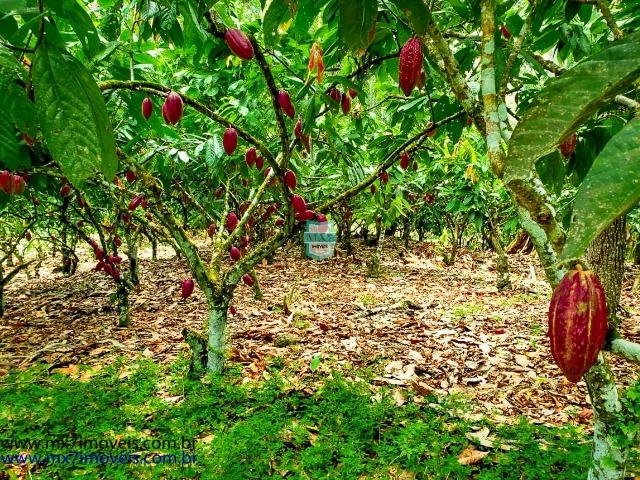 Ubaitaba. Fazenda com o melhor custo beneficio de 400 Hectares - Foto 19