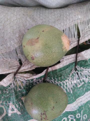 Tucuma - Foto 2