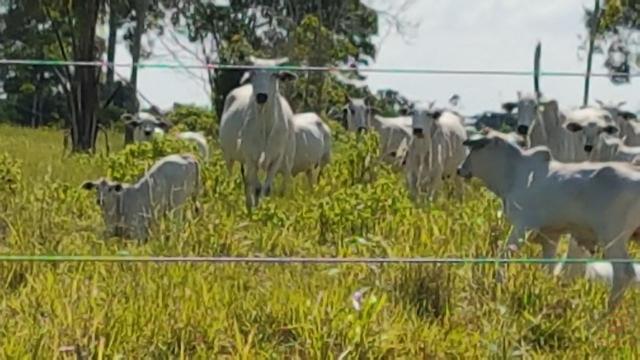 Maravilhosa Fazenda em Barrolândia, Belmonte - BA com 809 Hectares... - Foto 19