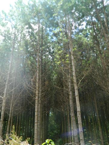 Floresta de Pinus - Foto 11