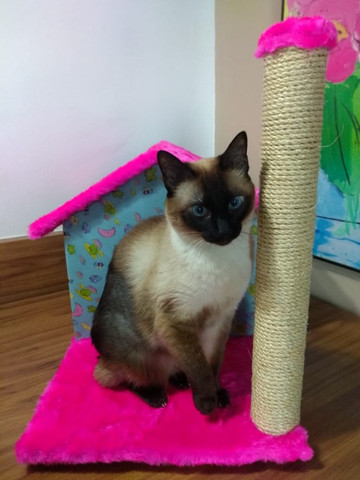 Arranhador para gato - Foto 5
