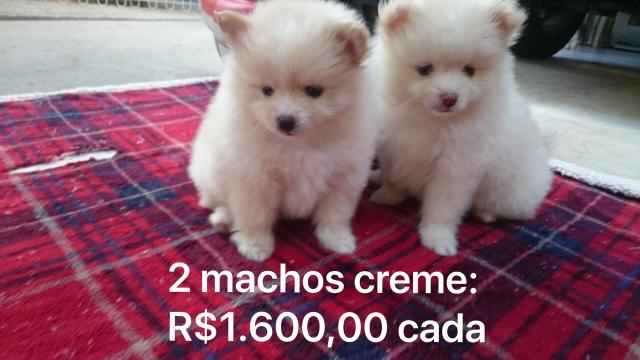 Lulu da Pomerânia