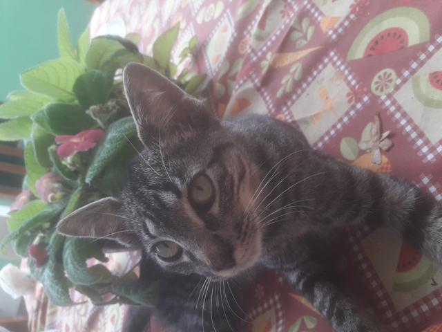 Gatinho