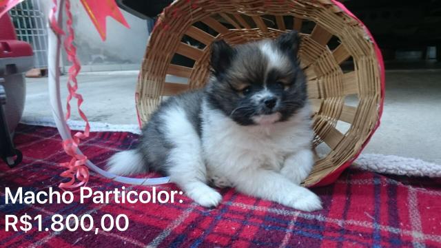 Lulu da Pomerânia - Foto 2
