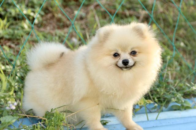 Ele Cabe dentro bolsa NÃO CRESCE MAIS LULU DA POMERANIA - Foto 4