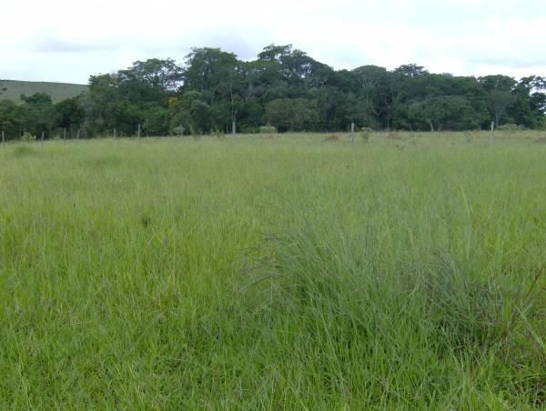 Fazenda escriturada formada ao lado de Brasília troca 61 9 * - Foto 5
