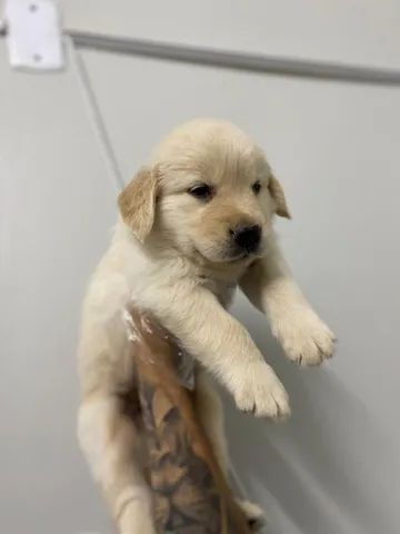 Golden Retriever bem fofinhos $$ - Cachorros e acessórios - Perdizes, São  Paulo 904740490