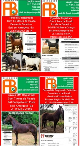 Cavalos e Éguas Disponíveis 