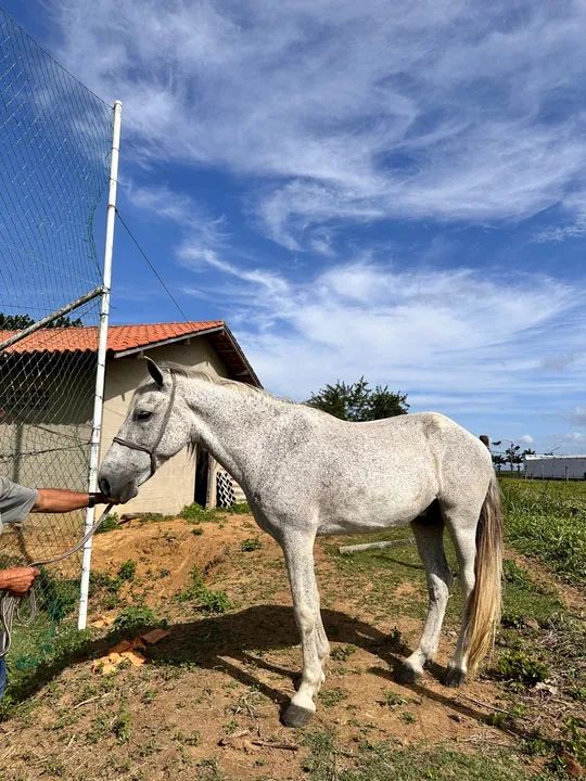 Cavalo meio sangue mangalarga  - Foto 4