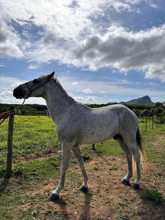 Cavalo meio sangue mangalarga  - Foto 3