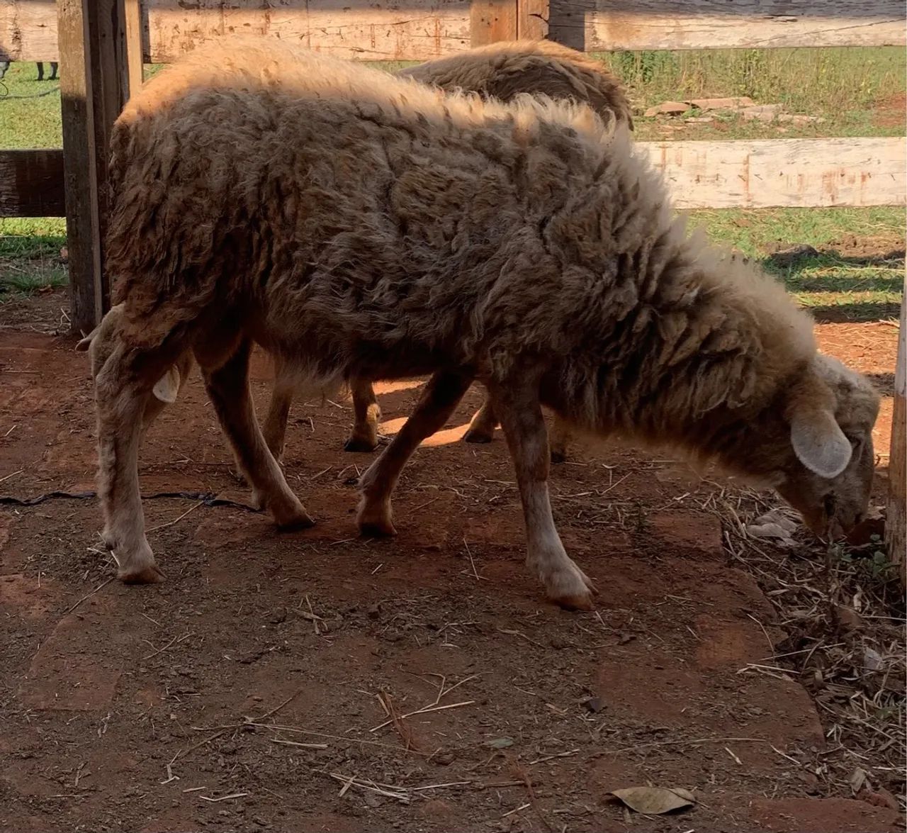 Carneiro  macho - Foto 3