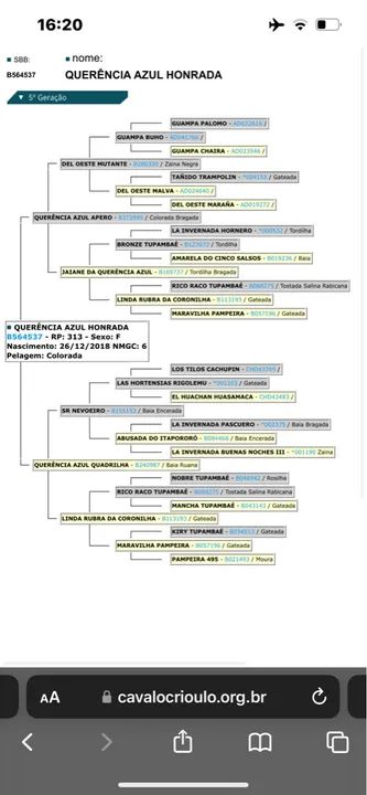 Égua crioula - Foto 4