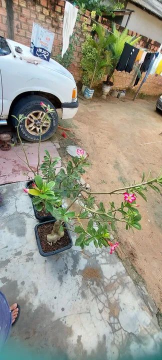 Vende-se ross do deserto  - Foto 4