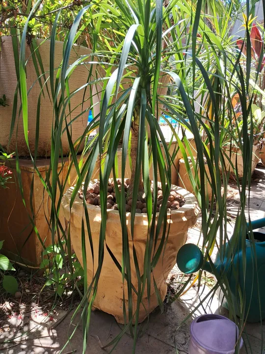Pata de elefante 1,65m com vaso