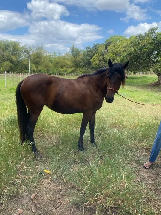 Potra à venda  - Foto 3