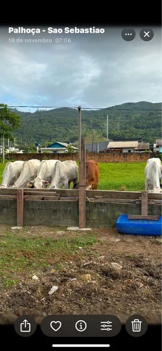 Bezerro Preto - Foto 2