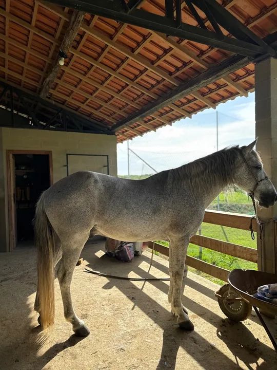 Cavalo meio sangue mangalarga  - Foto 5