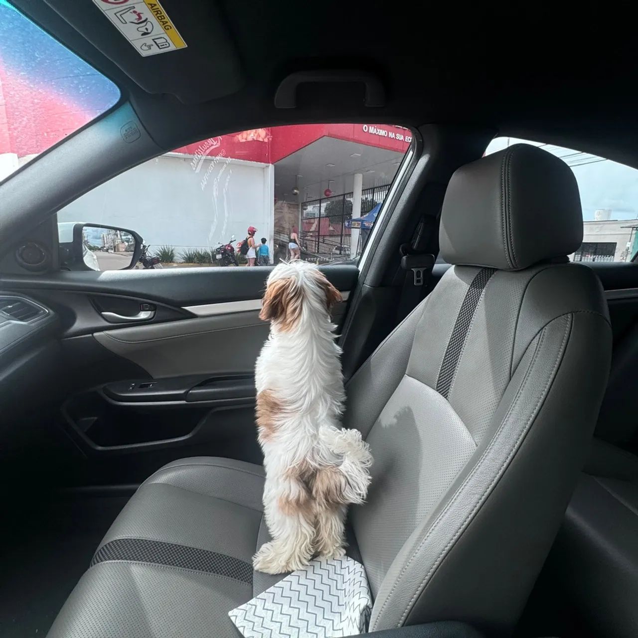 Doa-se cadela shitzu - 05 meses