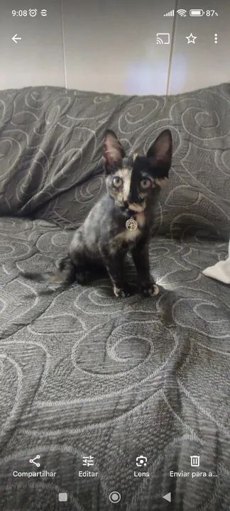 Gato da raça Escaminha 