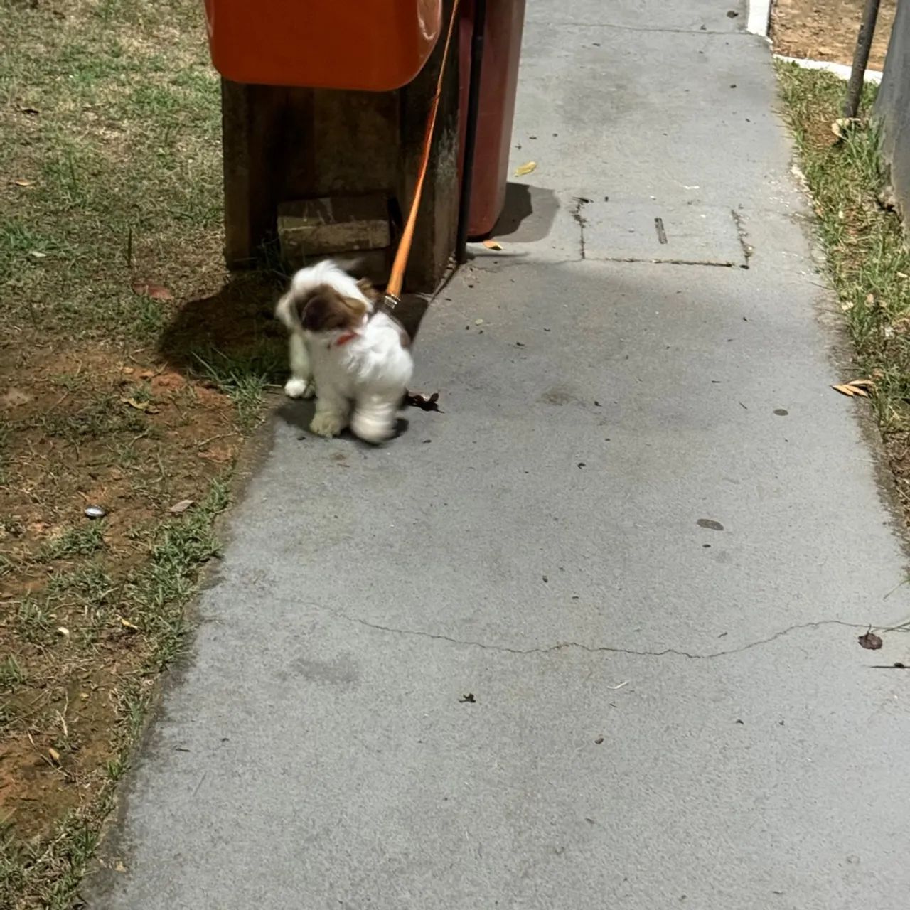 Doa-se cadela shitzu - 05 meses - Foto 2