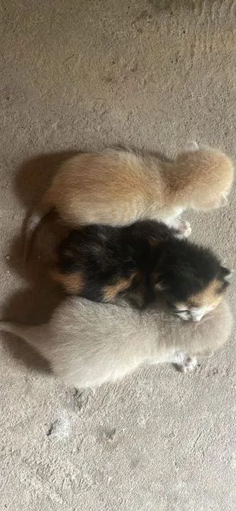 Gatinhos ? para doação  - Foto 3