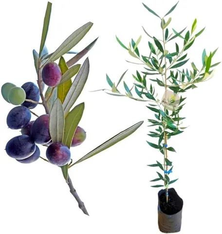 Mudas de oliveira preste a produzir exertadas - Foto 2