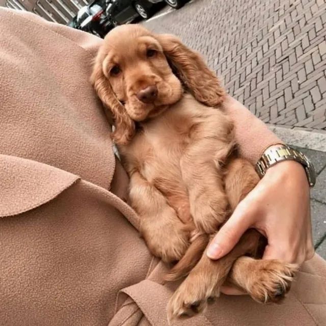 English cocker spaniel hot sale olx