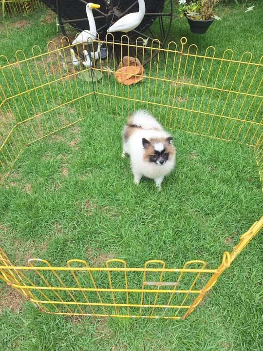 Filhote de Spitz Alemão - Foto 2