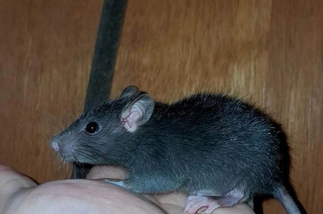 Doação de roedores 