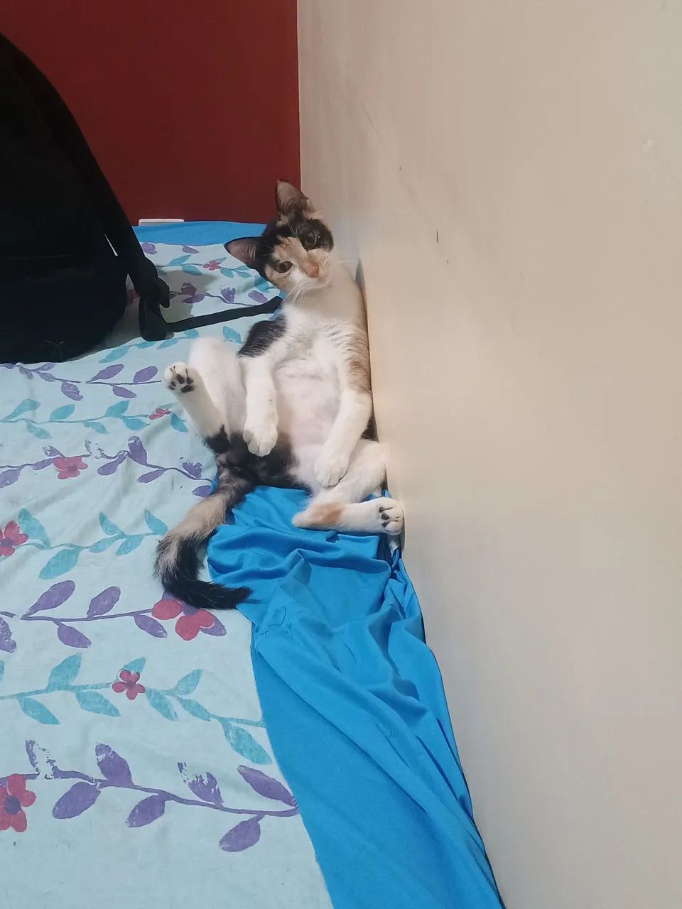 Doação Responsável de Gata - Foto 5