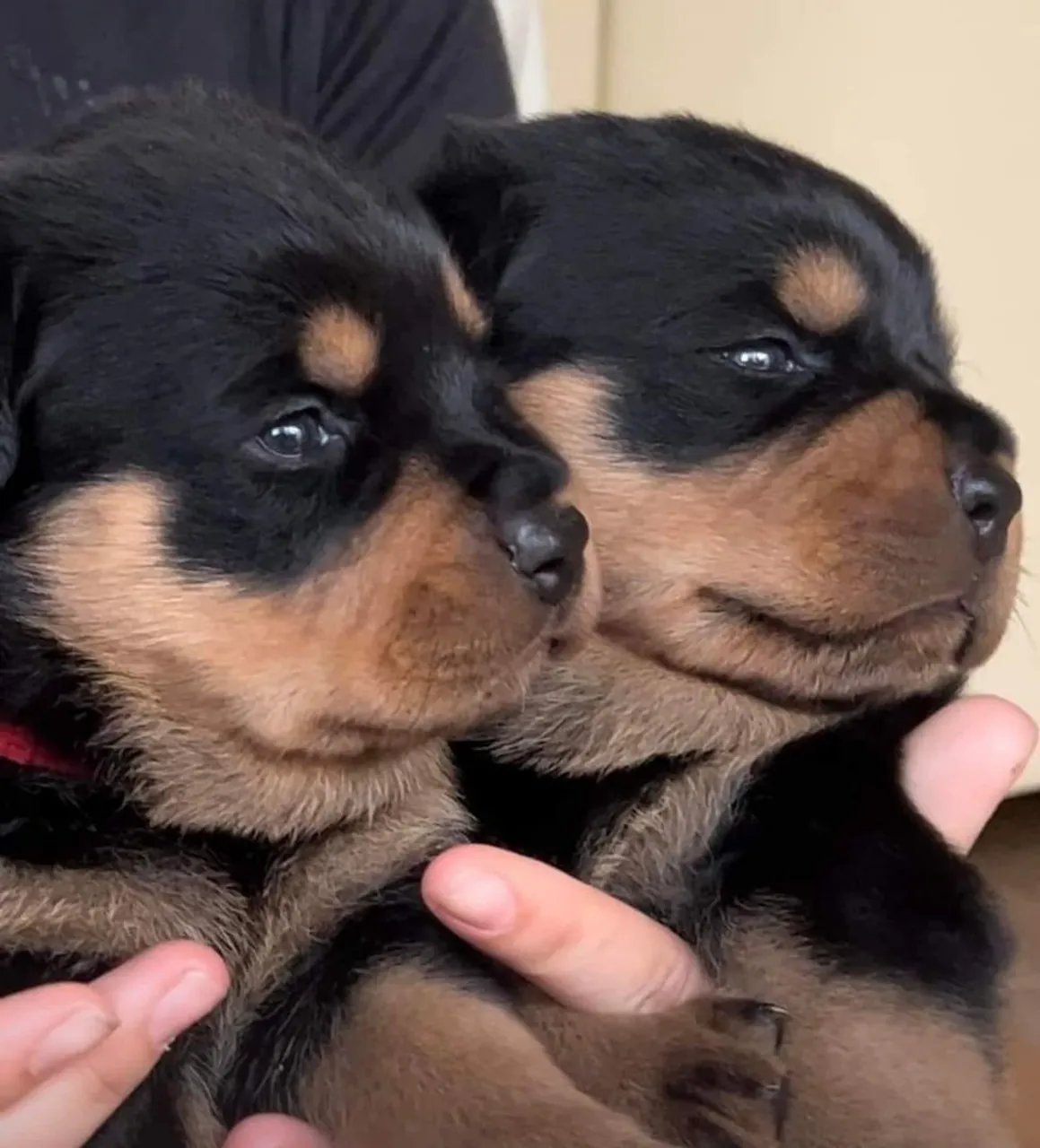 Filhotes de Rottweiler puros. De Alto Padrão.