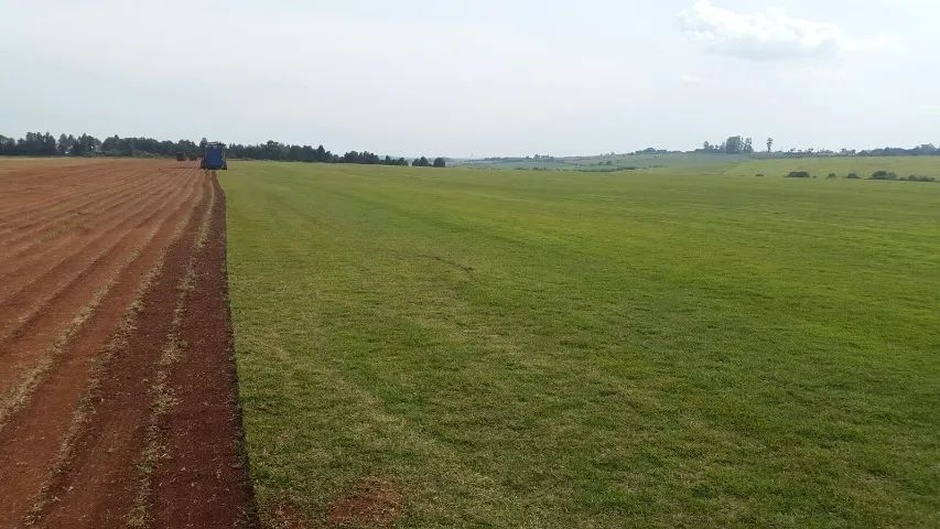 Grama Pronta Entrega Para Todo o Estado - Foto 3