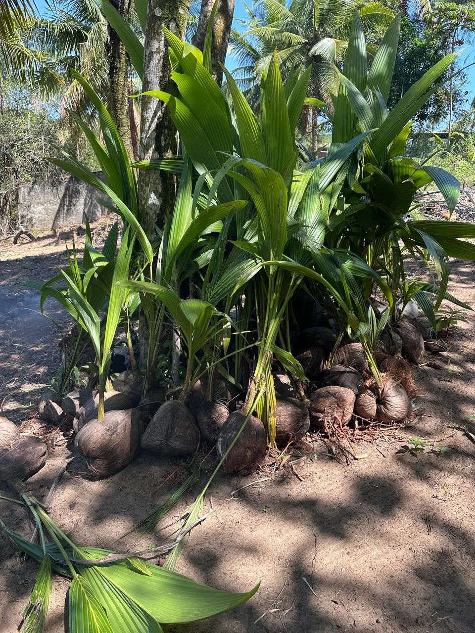 Muda de coqueiro 64309301768194120