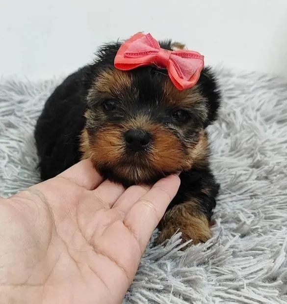 Filhote Yorkshire Terrier, A melhor decisão da sua vida pode ser comprar um filhote!