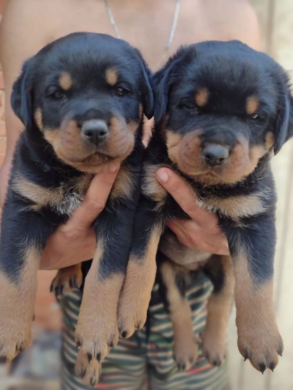 Três filhotes de Rottweiler - Foto 3