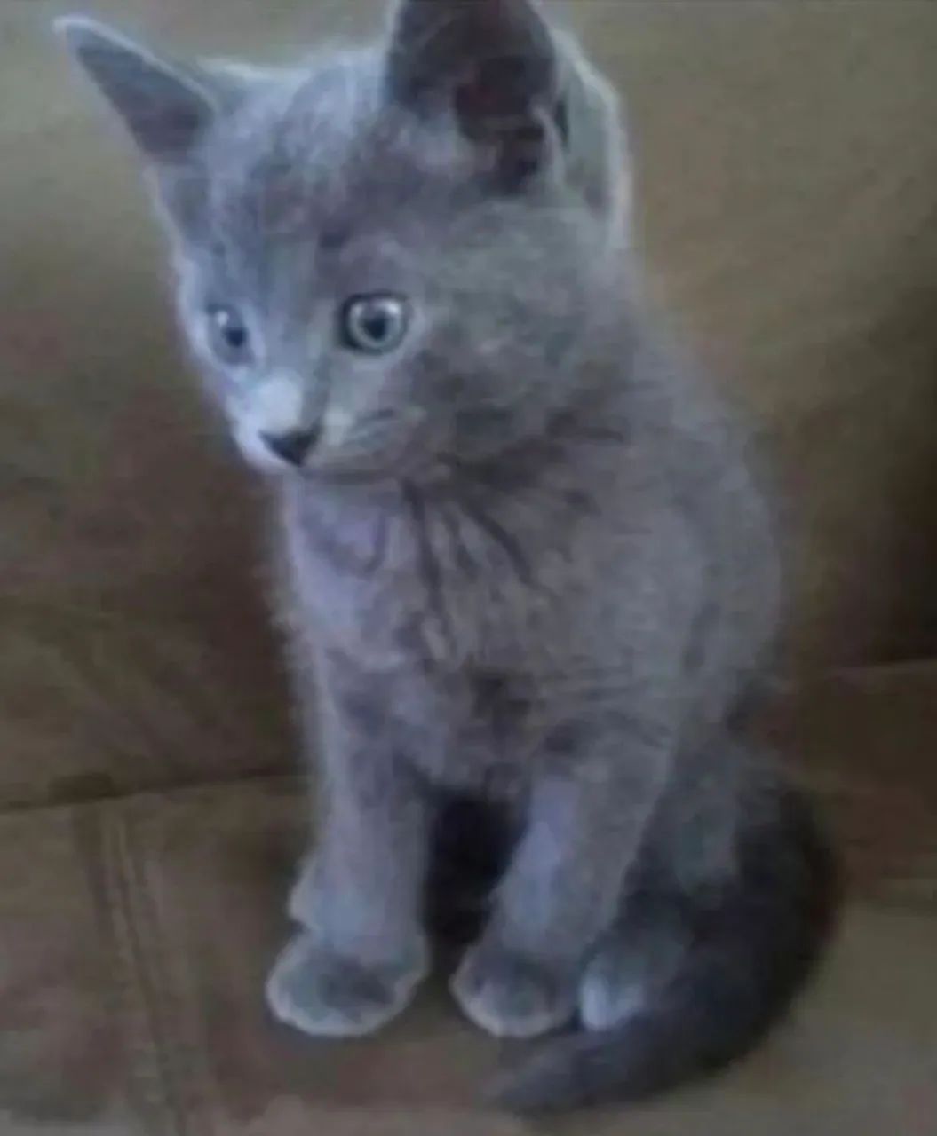 Ultimos filhotes de Russian blue disponível 