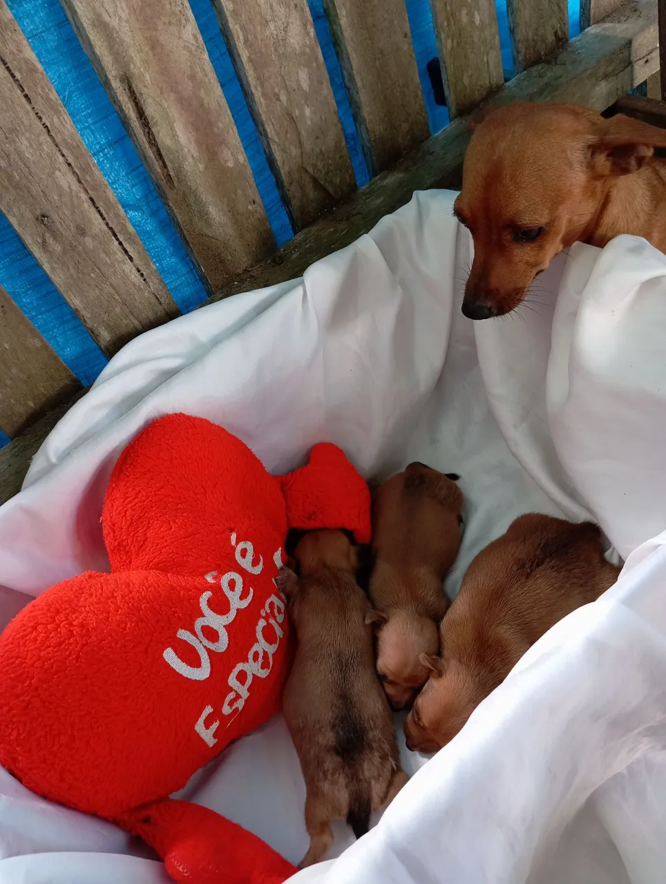 Filhotes de Pinscher