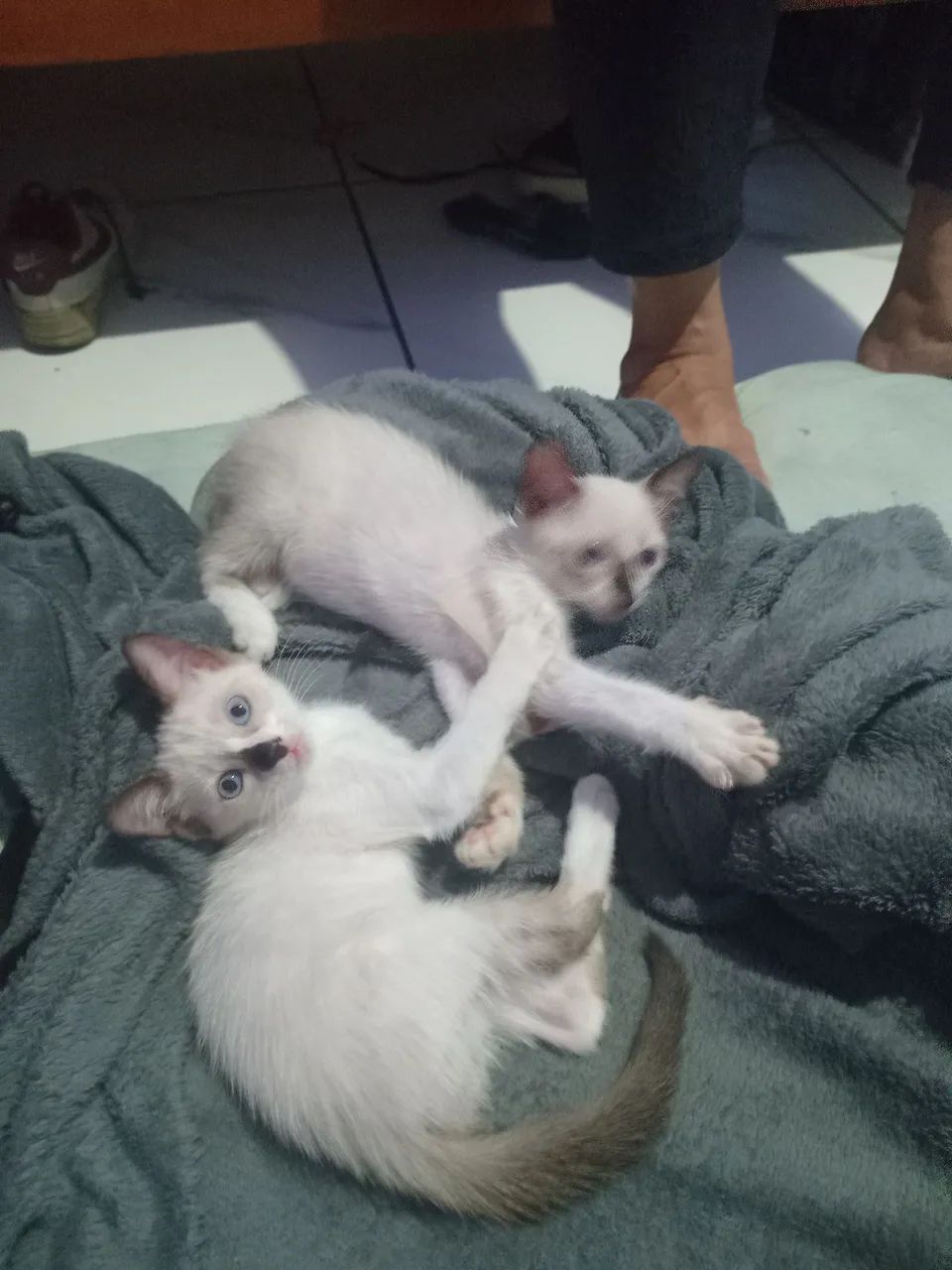 Gatinhos para doação  - Foto 6