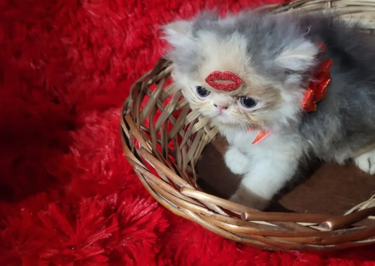 Vendo filhote de gata Persa